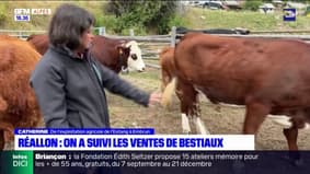Hautes-Alpes: la traditionnelle foire aux bestiaux de Réallon se tient ce week-end