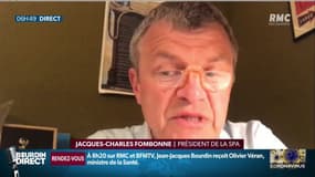 "Les refuges se remplissent comme des réservoirs": l'appel du président de la SPA en plein confinement