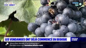 Les vendanges ont déjà commencé sur le Mont Noir en Belgique