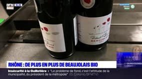 Rhône: des viticulteurs se convertissent au beaujolais bio