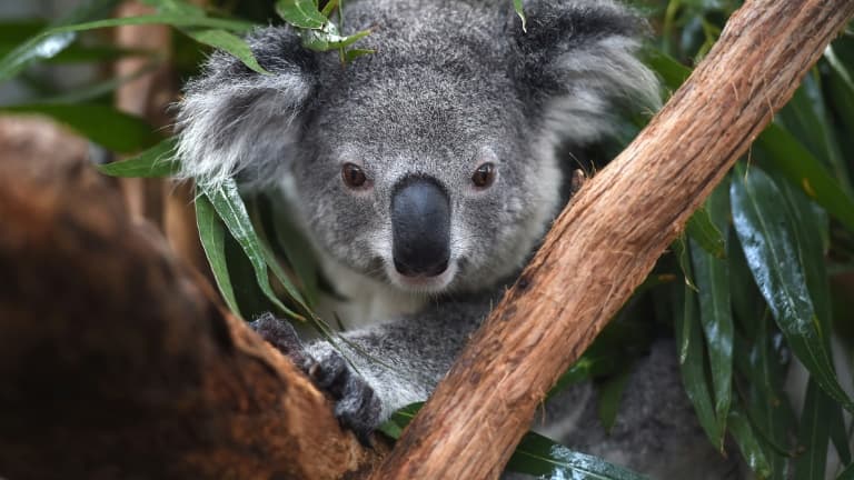 Un koala soigné à l'hôpital des koalas, le 28 avril 2016 à Port Macquarie, en Australie 