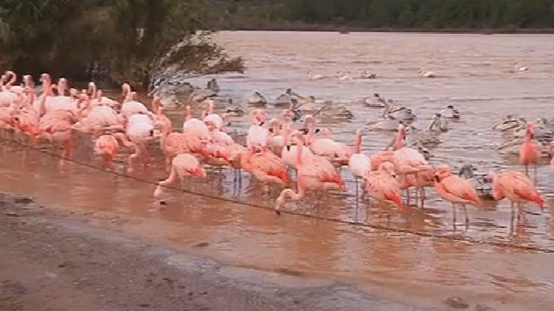 Des animaux ont été retrouvés noyés, d'autres sont portés disparus.