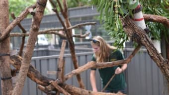 Un koala le 28 avril 2016 à l'hôpital vétérinaire de Port-Macquarie en Australie Un koala le 28 avril 2016 à l'hôpital vétérinaire de Port-Macquarie en Australie