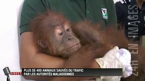 Plus de 400 animaux sauvés d'un trafic en Malaisie