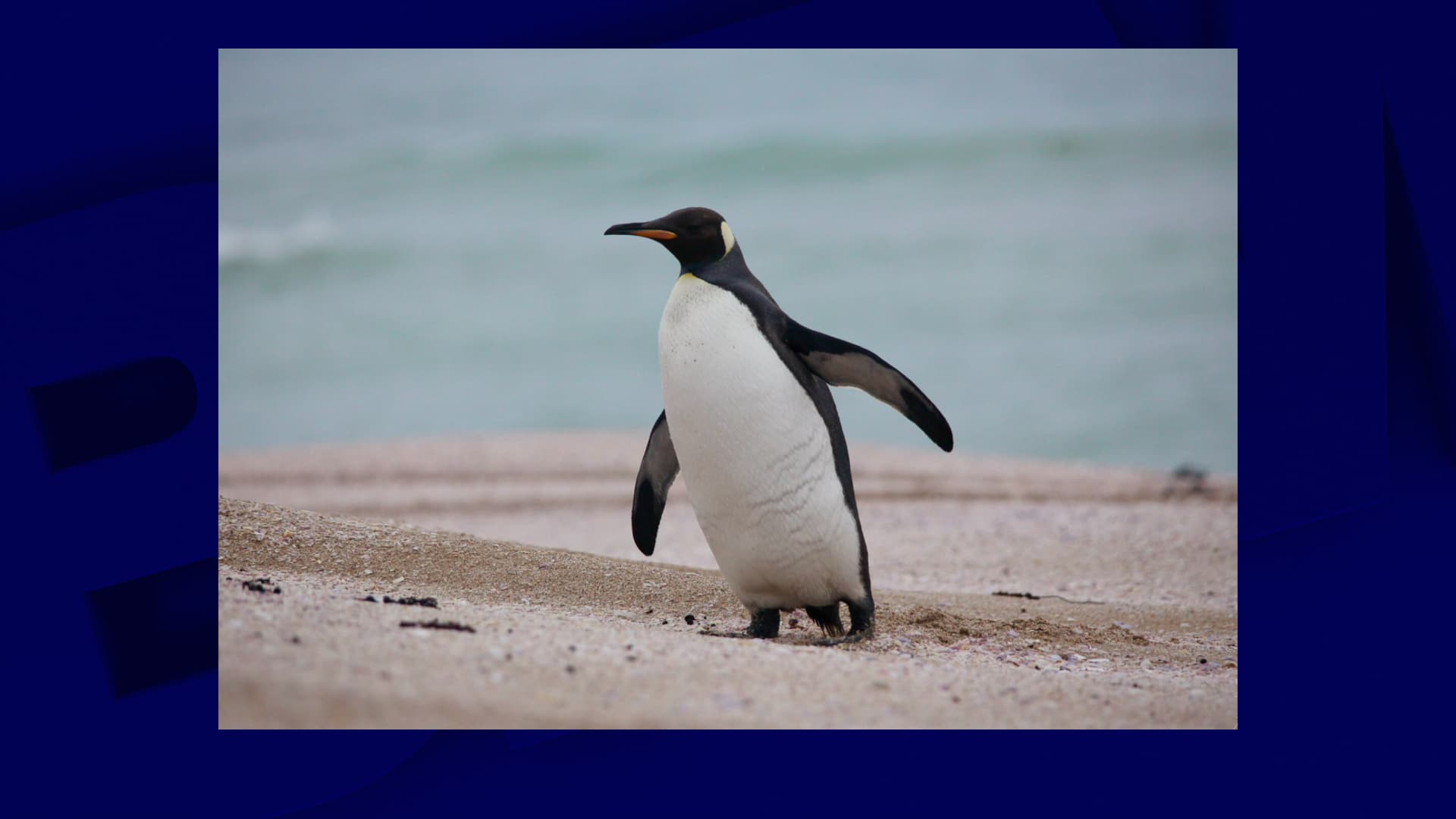 A king penguin has traveled thousands of kilometers to land on a beach in Australia