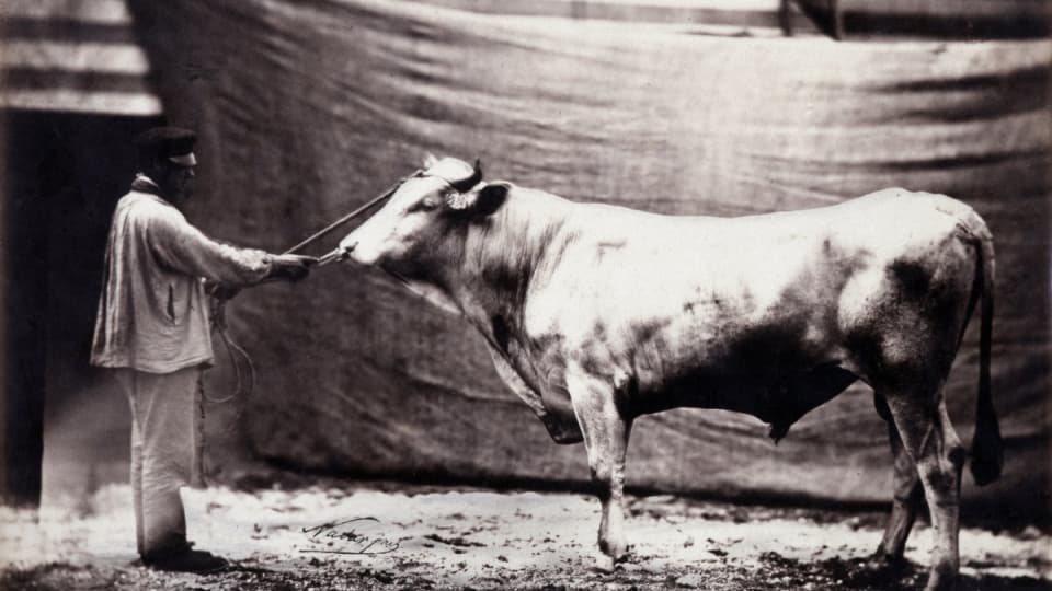 Une vache et son propriétaire au concours agronomique du Champ de Paris, à Paris, en 1854.