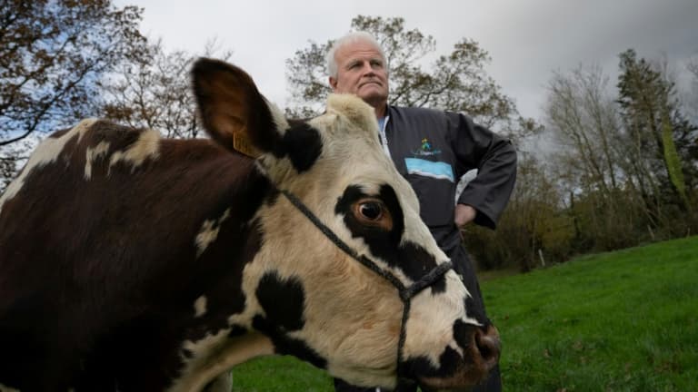 La vache normande Oreillette et son propriétaire, dans un champ du Groupement Agricole Commun (GAEC) Foucault, le 24 novembre 2024 à Briouze, dans l'Orne