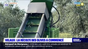 Velaux: la récolte des olives a commencé