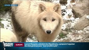 Attaque de troupeaux par des loups: les autorisations de tirs devraient être augmentées