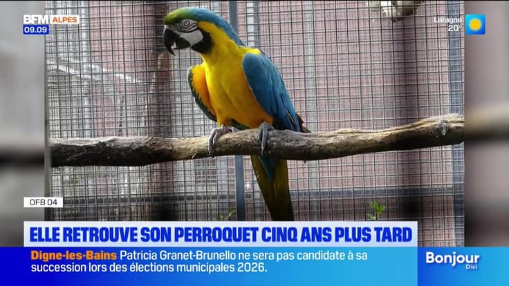 04 : Elle retrouve son perroquet cinq après sa disparition 