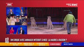 Cirques interdits : "Pensons à l'animal avant de penser au divertissement !"
