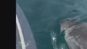 En Australie, un grand requin blanc s'est attaqué au bateau d'un pêcheur.