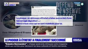 Seine-Maritime: le phoque retrouvé sur la plage d'Étretat est mort