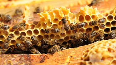 Un Toit pour les abeilles a d'ores et déjà parrainé plus de 46 millions d'abeilles . On compte près de 1200 ruches installées