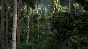 Photo d'illustration - Forêt aux Philippines