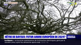 Le hêtre pleureur de Bayeux en lice pour remporter le titre d'arbre européen 2024