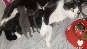 Les chats maltraités par le tiktokeur Hainda59100