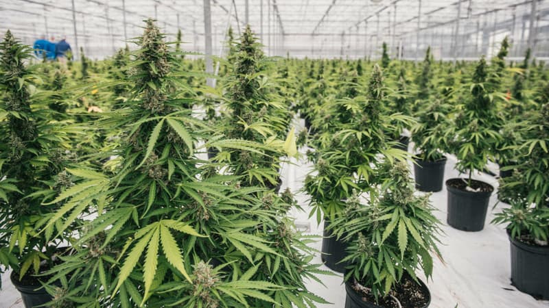 Les plants de cannabis de Canopy Growth (Photo d'illustration)