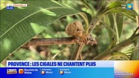 Provence : les cigales ne chantent plus