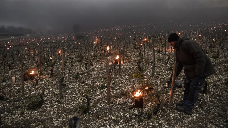 Un vigneron installe en avril dernier des feux pour limiter les risques de gel de sa vigne à Chablis