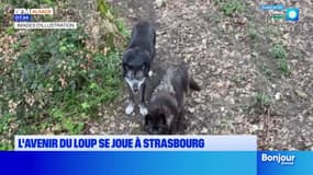 L'avenir du loup se joue à Strasbourg ce mardi