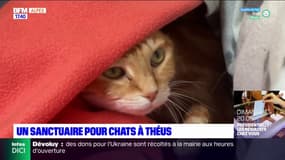 Hautes-Alpes: un sanctuaire pour les chats âgés ou malades