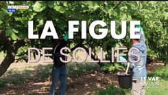 Le Var & Vous, du champ à l'assiette : la figue de Sollies