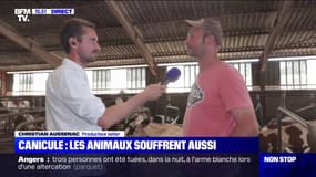Canicule dans le Tarn: "On a peur pour les bêtes", témoigne ce producteur laitier