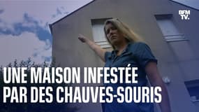 Une maison près de Nantes infestée par des centaines de chauves-souris