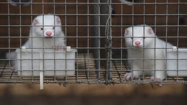 Deux visons en cage (Photo d'illustration).
