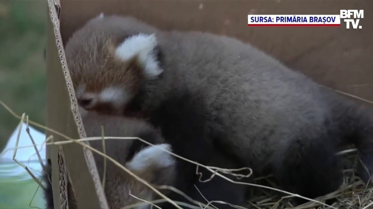 Pour La Premiere Fois Deux Bebes Pandas Roux Sont Nes Dans Un Zoo En Roumanie