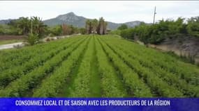 À la découverte des producteurs de pivoines de Hyères