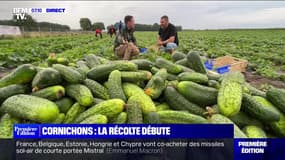 Cornichons : la récolte débute - 20/06