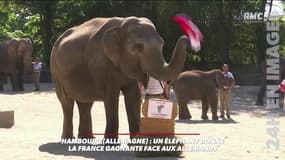 Les Bleus ne vont pas se "tromper": un éléphant donne la France gagnante face à l'Allemagne