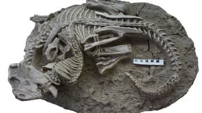 La photo du fossile montrant la lutte entre un mammifère et un dinosaure il y a 125 millions d'années et découvert en Chine, publiée le 18 juillet 2023 par le musée canadien de la nature.