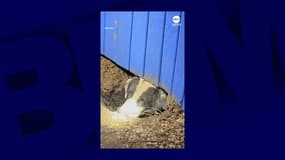 Une équipe de télévision de la chaîne ABC a sauvé un chien coincé sous les décombres après une tornade au Texas.