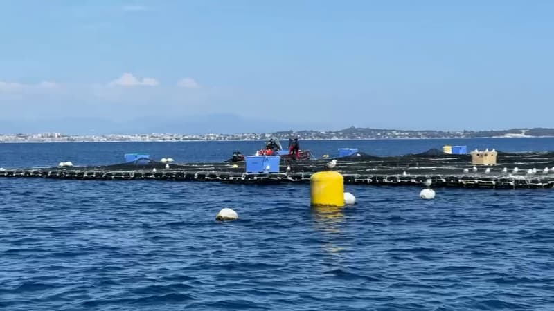 La nouvelle ferme aquacole inquiète les pêcheurs. (Illustration)