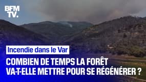 Incendie dans le Var: combien de temps la forêt va-t-elle mettre pour se régénérer ?