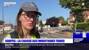 Souffelweyersheim lutte contre la prolifération du moustique tigre