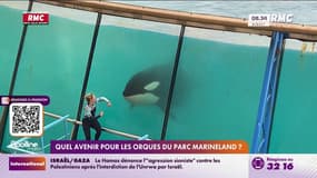 Quel avenir pour Wikie et Keijo, les orques du parc Marineland?