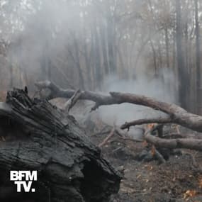 En Australie, la pluie tombe enfin sur les incendies