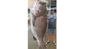Image du mérou de 159 kilos diffusée par la Commission de la protection de la pêche et de la faune en Floride, le 13 janvier 2020