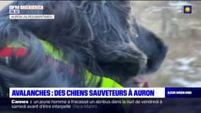 Avalanches: une formation pour les chiens pisteurs d'Auron