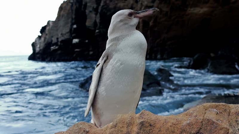 Photo du pingouin blanc aux Galapagos, en Equateur
