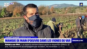 Var: manque de main d'œuvre dans les vignes