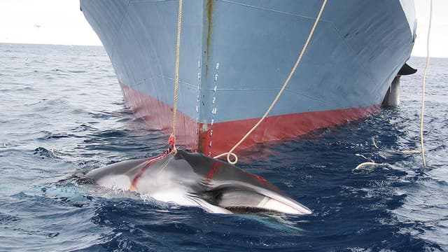 Un bateau japonais, en 2008, au large de l'Australie, capturant une baleine.