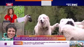 Gontier : "Si un chien de protection de troupeau aboie, il faut s'arrêter"