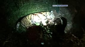 Comment un tigre s'est baladé dans Paris avant d'être abattu