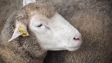 Une brebis photographiée lors du 28e Salon international des productions animales (SPACE) à Rennes (Ille-et-Vilaine), le 15 septembre 2014.