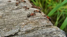 Photo de fourmis (image d'illustration)